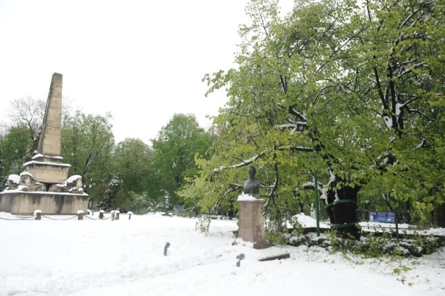 România la ea acasă: ¡Adopta un árbol de tilo!