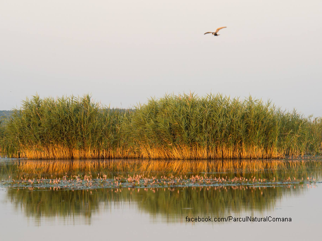 Le Parc Naturel de Comana