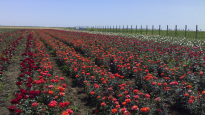 Mermelada de rosas, un negocio exquisito