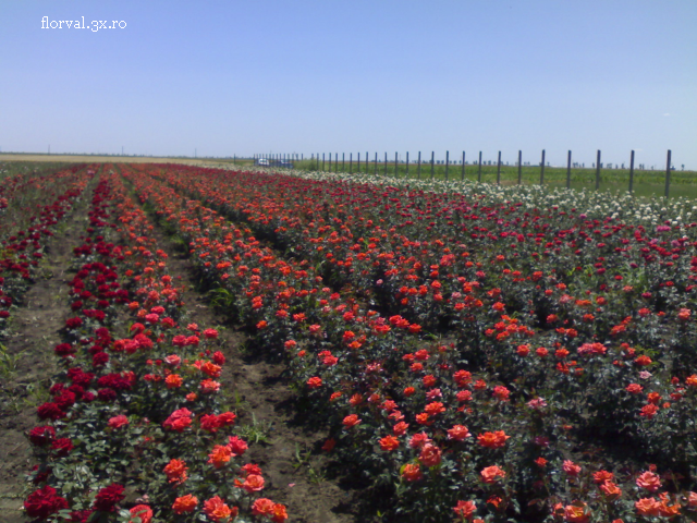 Mermelada de rosas, un negocio exquisito