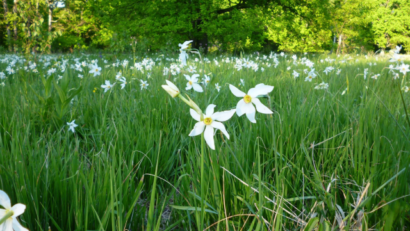 Poiana Narciselor