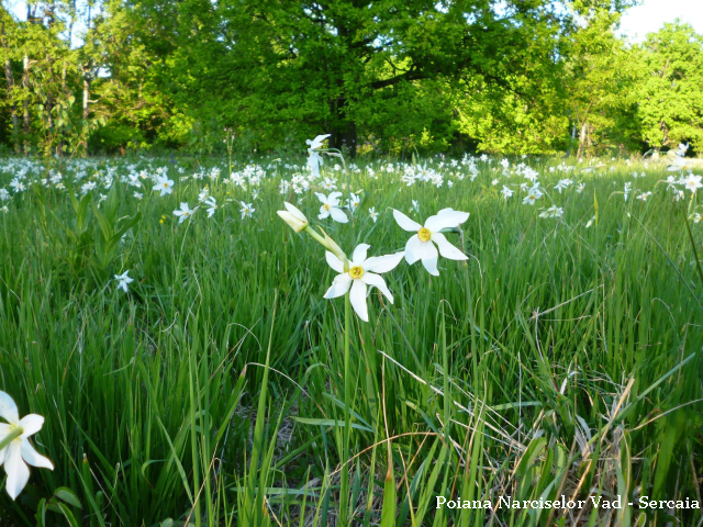 La clairière aux Jonquilles du département de Brasov