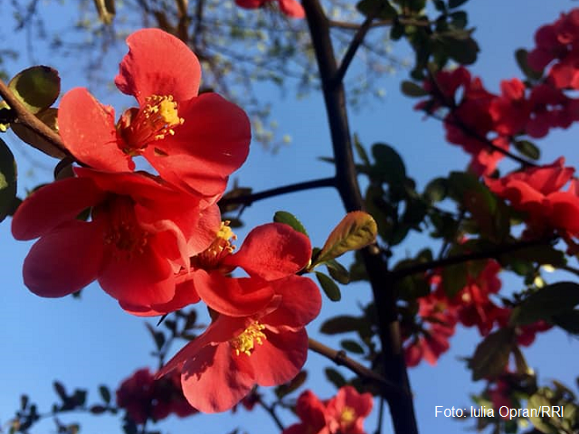 Grădina botanică din Bucureşti