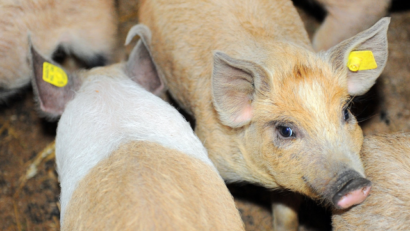 African swine fever grabs the authorities’ attention