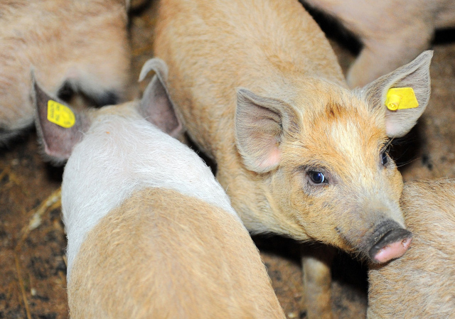 The African swine fever continues to spread