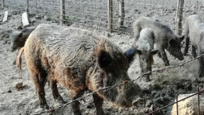 African swine fever virus wreaks havoc in 12 of Romania’s counties