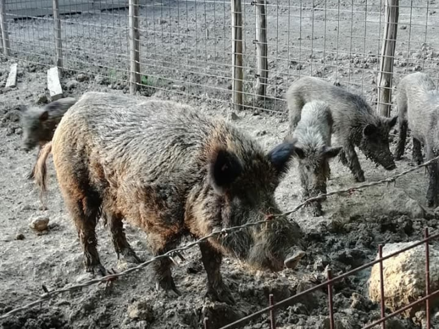 12 judeţe din România, afectate de pesta porcină africană