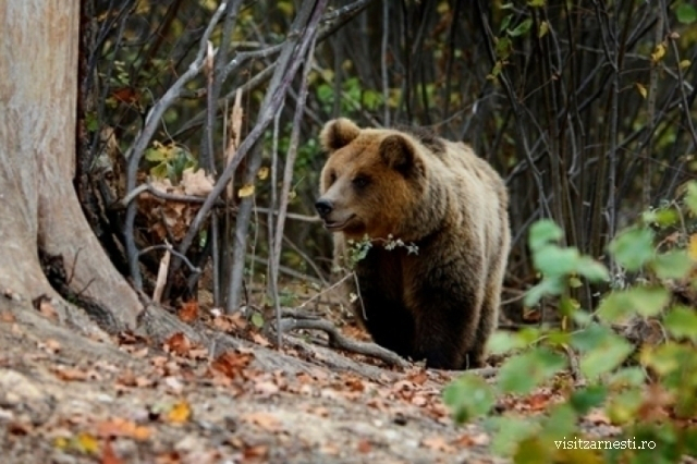 Protéger ou chasser les ours des Carpates?