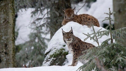 Le lynx de Roumanie