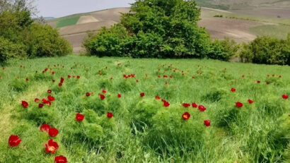 Заповідники диких півоній в Румунії