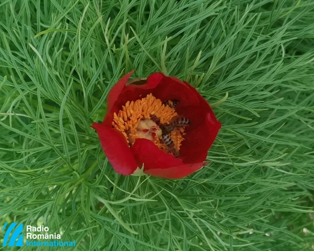 Božur, nacionalni cvet Rumunije (14.06.2022)
