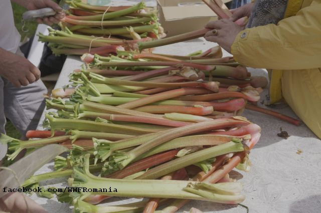 The Rhubarb Festival