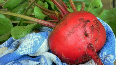 Pickled Red Beet