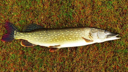 Stuffed pike