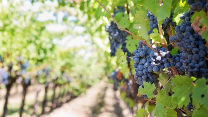 Tourisme viticole en Moldavie