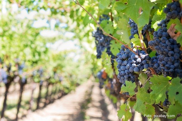 Tourisme viticole en Moldavie