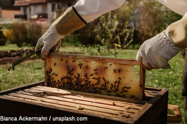 România, lider în UE la numărul de stupi de albine