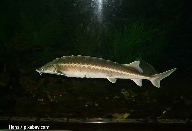 Sturgeon fishing remains illegal in Romania