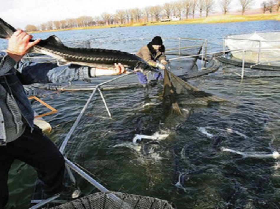 La surexploitation de l’esturgeon du Danube