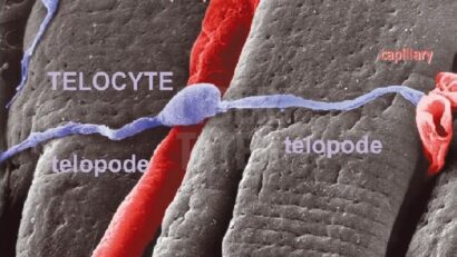 Les télocites et la régénération hépatique