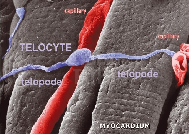 2014年8月8日： Telocytes细胞和肝再生