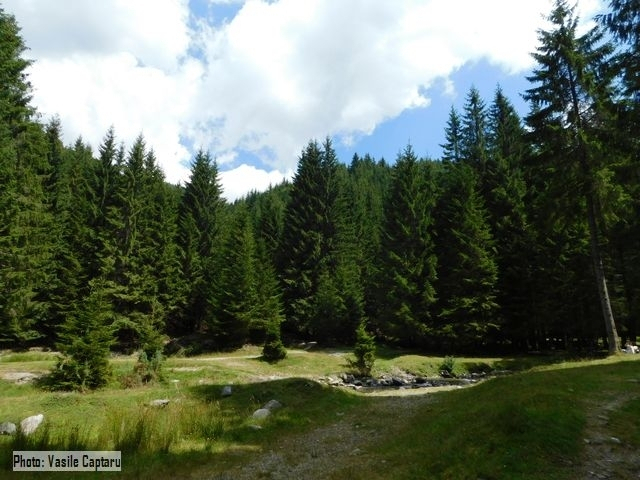 La stratégie nationale pour les forêts