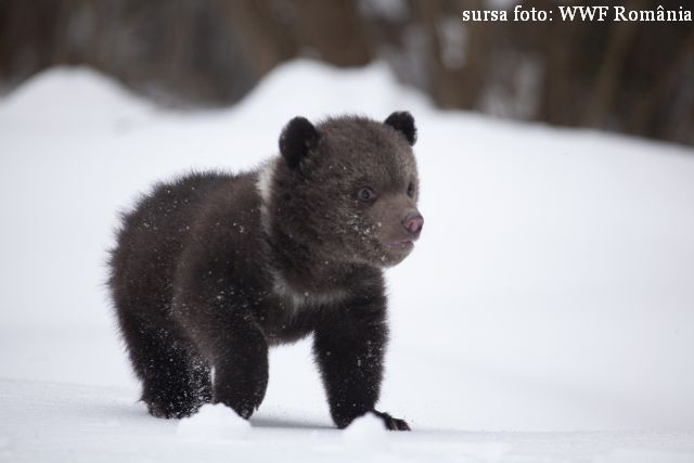 Les ours… caméramans