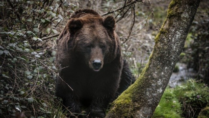 Que faire pour protéger l’ours brun de Roumanie?