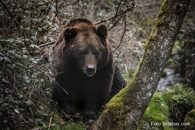 Как удержать медведей под пологом родного леса?