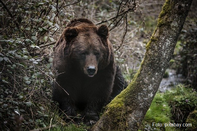 ¿Cómo hacer que los osos sigan refugiándose en los bosques?