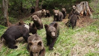Le Centre pour la réhabilitation des oursons orphelins de Roumanie