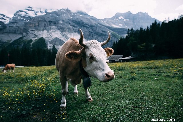 Grean Deal – die europäische Strategie für Biodiversität