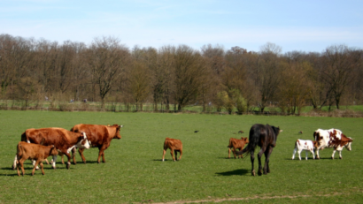 Die Lebensmittelsicherheit erneut unter der Lupe