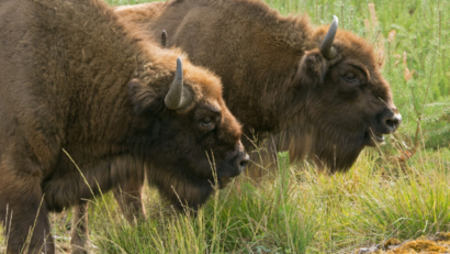 Les bisons d’Europe libres du Banat de Montagne