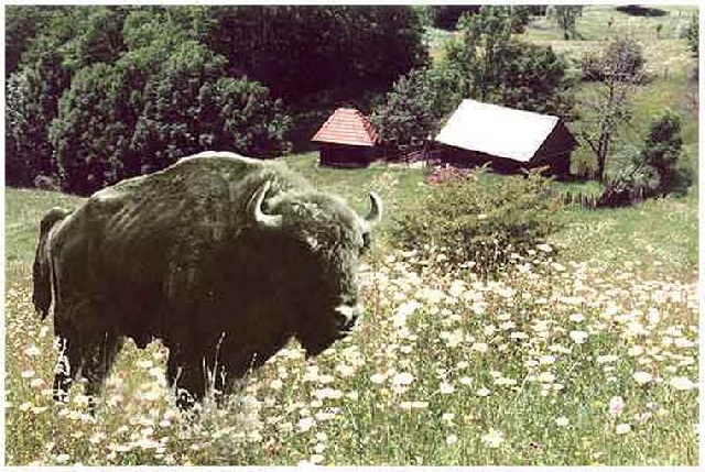 Retour des bisons d’Europe dans les Carpates Méridionales