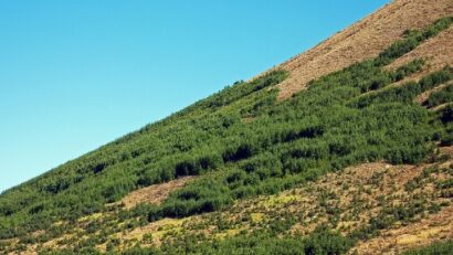 Bewaldungskampagne auf Hochtour