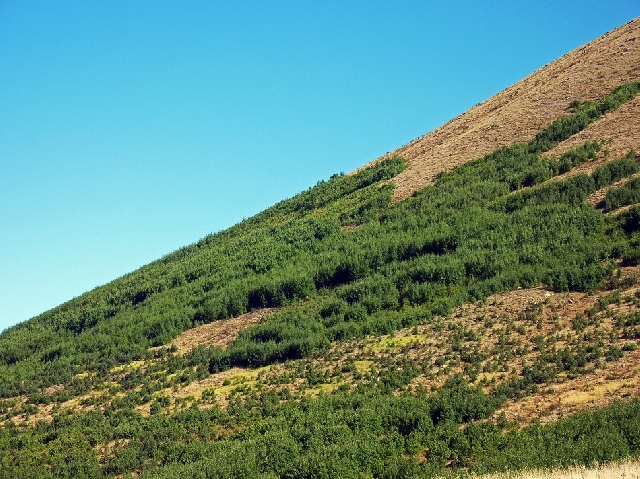 Bewaldungskampagne auf Hochtour