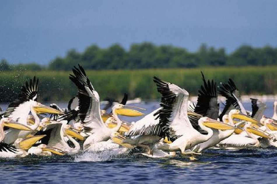 Verso gemellaggio Delta del Danubio – Delta del Po