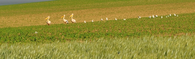 Nez à nez avec les pélicans