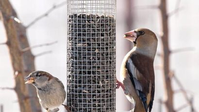 Futterspender für die kleinen Wintergäste