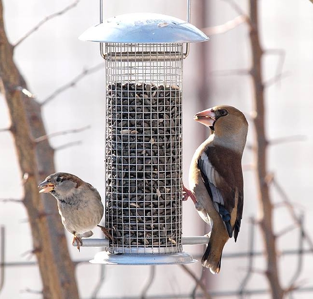 Futterspender für die kleinen Wintergäste