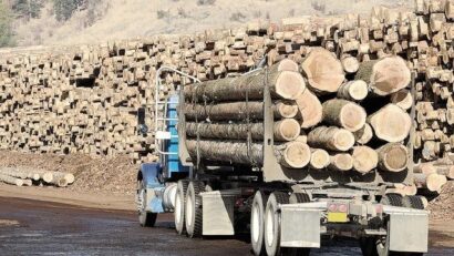 Gegen illegale Abholzungen: Nachhaltigkeits-Siegel für Holzprodukte in Baumärkten