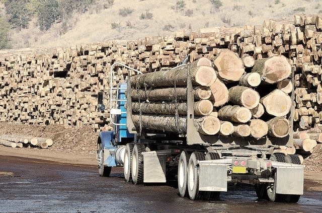 Gegen illegale Abholzungen: Nachhaltigkeits-Siegel für Holzprodukte in Baumärkten