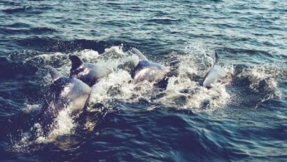 Schwarzmeer-Delphine: Adoptionskampagne zum Schutz der empfindlichen Säugetiere