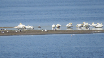 Riconoscimento europeo alla Riserva della Biosfera “Il Delta del Danubio”