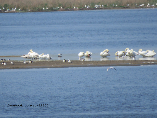 Riconoscimento europeo alla Riserva della Biosfera “Il Delta del Danubio”