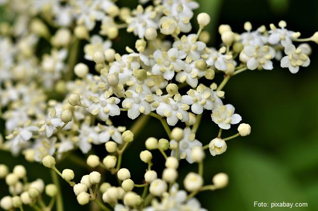 2023年5月31日：圣灵降临节的习俗及接骨木花饮料和甜酱