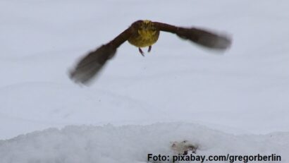 International Midwinter Count: Zählung der Wasservögel auch in Rumänien durgeführt