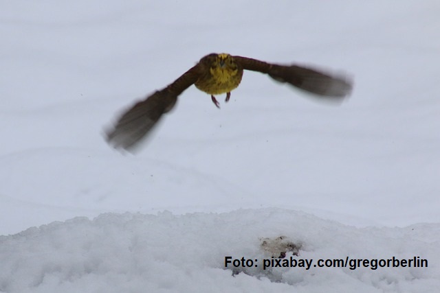 International Midwinter Count: Zählung der Wasservögel auch in Rumänien durgeführt