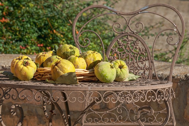 Gutes von der gelben Frucht: Quittenkonfitüre, Quittengelee und Quittenkonfekt